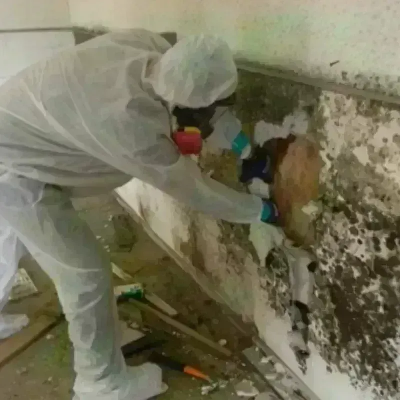 Mold Remediation and Removal in Russell, KY